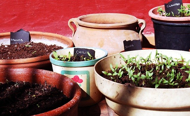 Secret soil recipe for your home-grown plants