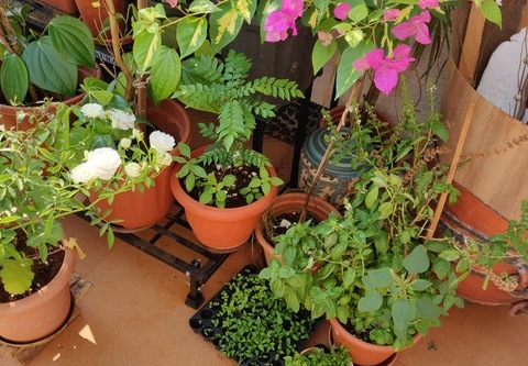 Love and Herbs on My Terrace Garden