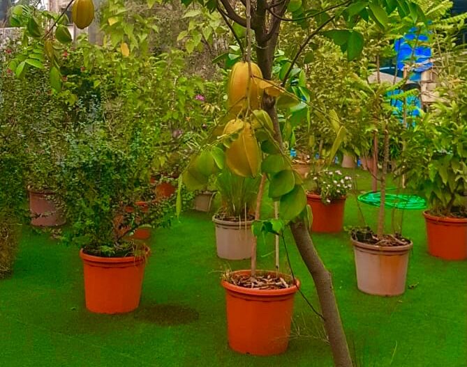 Tips and Tricks for Gardening Enthusiasts