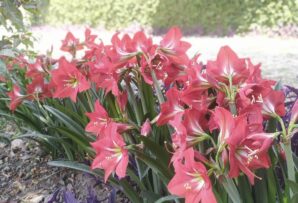 post-The Joy of Living Among Flowers
